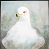 Ring Billed Gull Forward