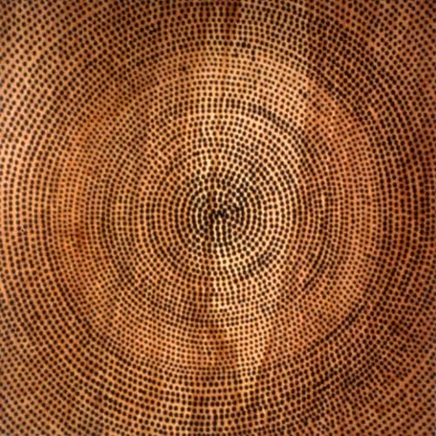 Black Cosmos on Exposed Wood Field