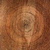 Black Cosmos on Exposed Wood Field
