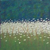 Queen Anne's Lace