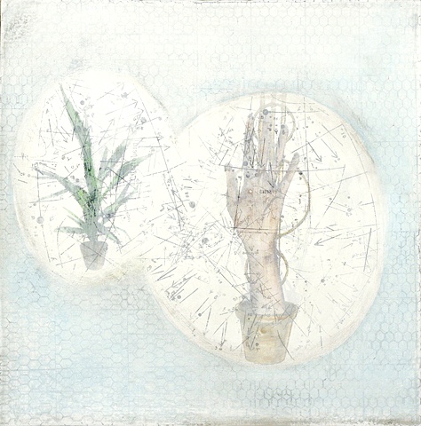 Root Rot
