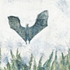 Guano