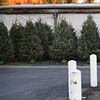 Thanksgiving, Parking Lot Christmas Trees