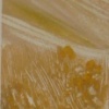 Cornfield