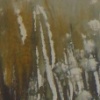 Marshland IV