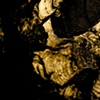 fungus
