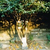 the orange tree
