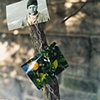 the orange tree
