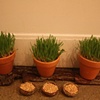 'sabzeh', wheatgrass