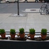 'sabzeh', wheatgrass