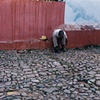 'shoelace'