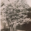 the orange tree