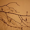 'somagh', sumac