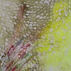 Feathers