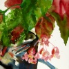 Angel Wing Begonia