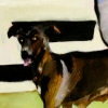 Taos dog