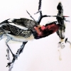 Butcher Bird