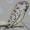 a-z. Bird. Nest (SOLD)
