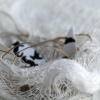 a-z. Bird. Nest -detail (SOLD)