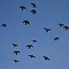 Birds on Blue