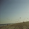 Aggressive Birds, Rockaway