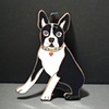 Boston Terrier