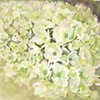 Teacher's Hydrangea