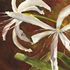 Fall Pond Lilies