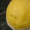 Lemon Tree Project (Abundance and Decay #5) 