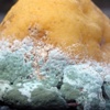 Lemon Tree Project (Abundance and Decay #2) 