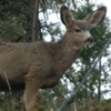 Deer on hill