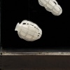Diatoms