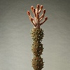 LURE  (acacia)