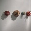 Botanicals, gallery view