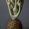 LURE (lupin) detail