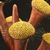LURE (arisema) detail