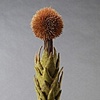 LURE (circium)