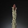 LURE (lupin)