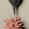 Botanical Duet No. 2