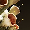 LURE (spinaflora)  detail