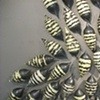 Apis (detail)