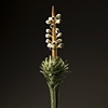 LURE (sempervivium)