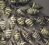 APIARY