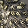 Apis (detail)