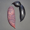 Botanical Duet No. 53