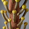 LURE (titan) detail
