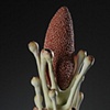 LURE (lupin) detail