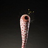 LURE (nepethes)