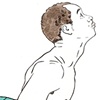 Bhujangasana
Cobra Pose