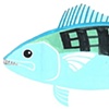 Bonito, Saugatuck Cup Fish Series